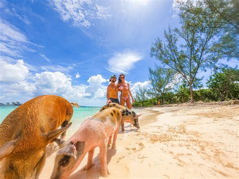 swimming pigs pearl island|Beach Escape